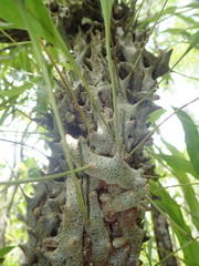 Lecanopteris sinuosa