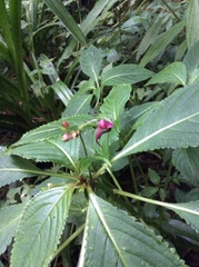 Impatiens devolii