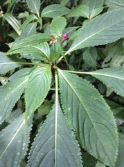 Impatiens devolii