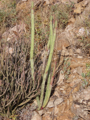 Image of Euphorbia dregeana by no rights reserved
