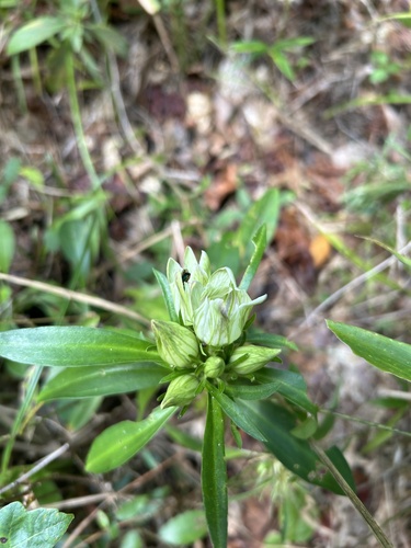 Image of Gentiana villosa by no rights reserved