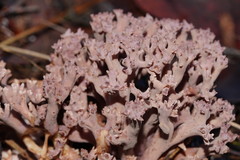 Ramaria versatilis