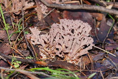 Ramaria versatilis