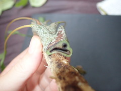 Lecanopteris sinuosa