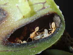 Lecanopteris sinuosa