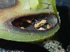 Lecanopteris sinuosa