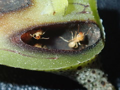 Lecanopteris sinuosa