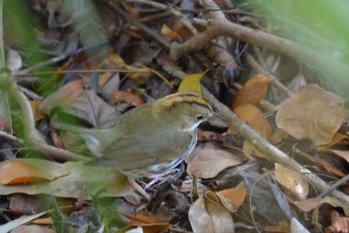 Seiurus aurocapilla image