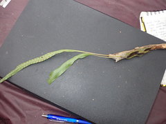 Lecanopteris sinuosa