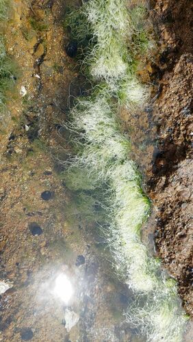 Ulva compressa observed 2024-10-05