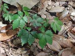 Tetrastigma obtectum glabrum