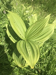 Veratrum album