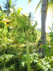 Tacca