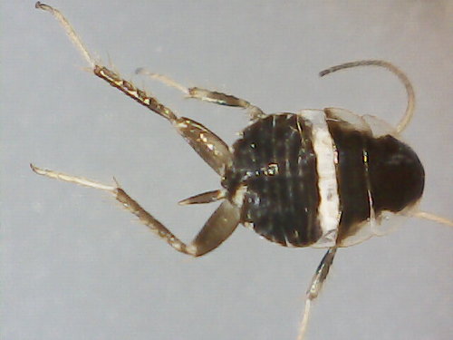 Variable Cockroach, photo 4 of 10