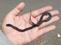 Achalinus formosanus formosanus