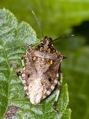 Image of Apateticus lineolatus