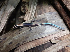 Emoia caeruleocauda