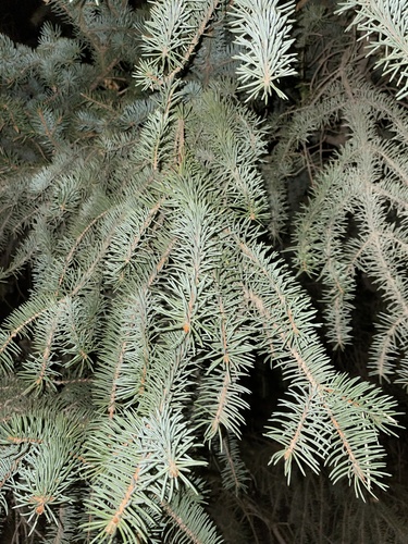 blue spruce