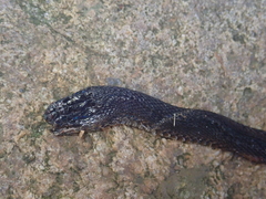 Achalinus formosanus formosanus