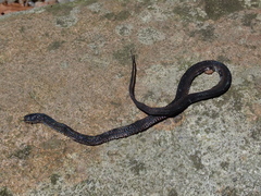 Achalinus formosanus formosanus