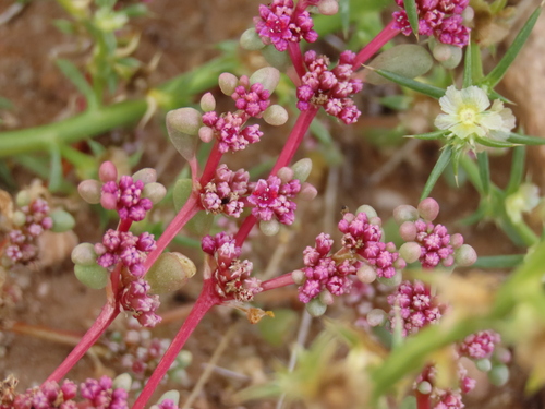 Image of Trianthema parvifolium by no rights reserved