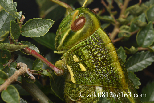 Large Green Grasshopper