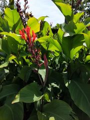 Canna indica