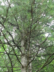 Pinus koraiensis