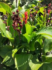 Canna indica