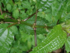 Pilea angulata