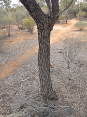 Alectryon oleifolius