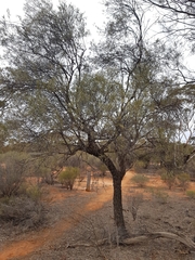 Alectryon oleifolius