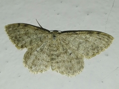 Idaea typicata