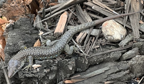 Jackson's Forest Lizard