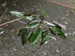 Quercus stenophylloides