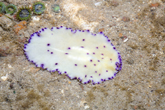 Pseudoceros laingensis