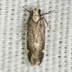 Chionodes phalacra