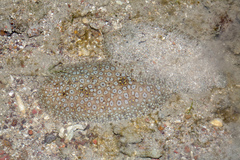 Pardachirus pavoninus