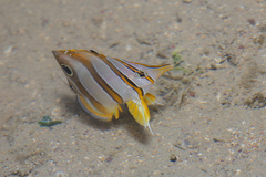 Chelmon rostratus