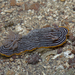 Many-lined Nudibranch - Photo (c) budak, some rights reserved (CC BY-NC), uploaded by budak