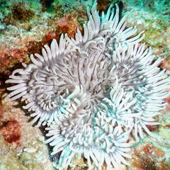 Heteractis