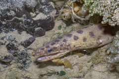 Gymnothorax reevesii