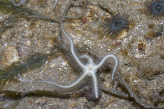 Ophiotrichidae