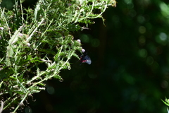 Papilio hopponis