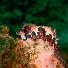 Glossodoris