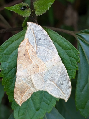 Drepana pallida (Drepana pallida)