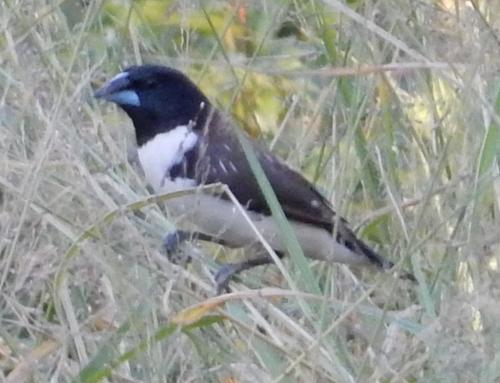 Magpie Mannikin (Spermestes fringilloides), photo 8