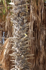 Tyrannus melancholicus