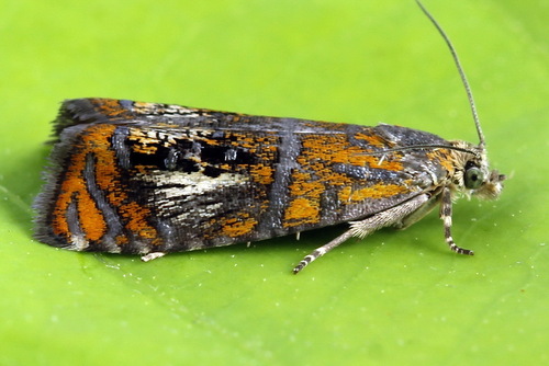 Raštuotasis Oletreutas nuotrauka