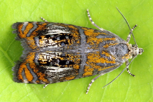 Raštuotasis Oletreutas nuotrauka